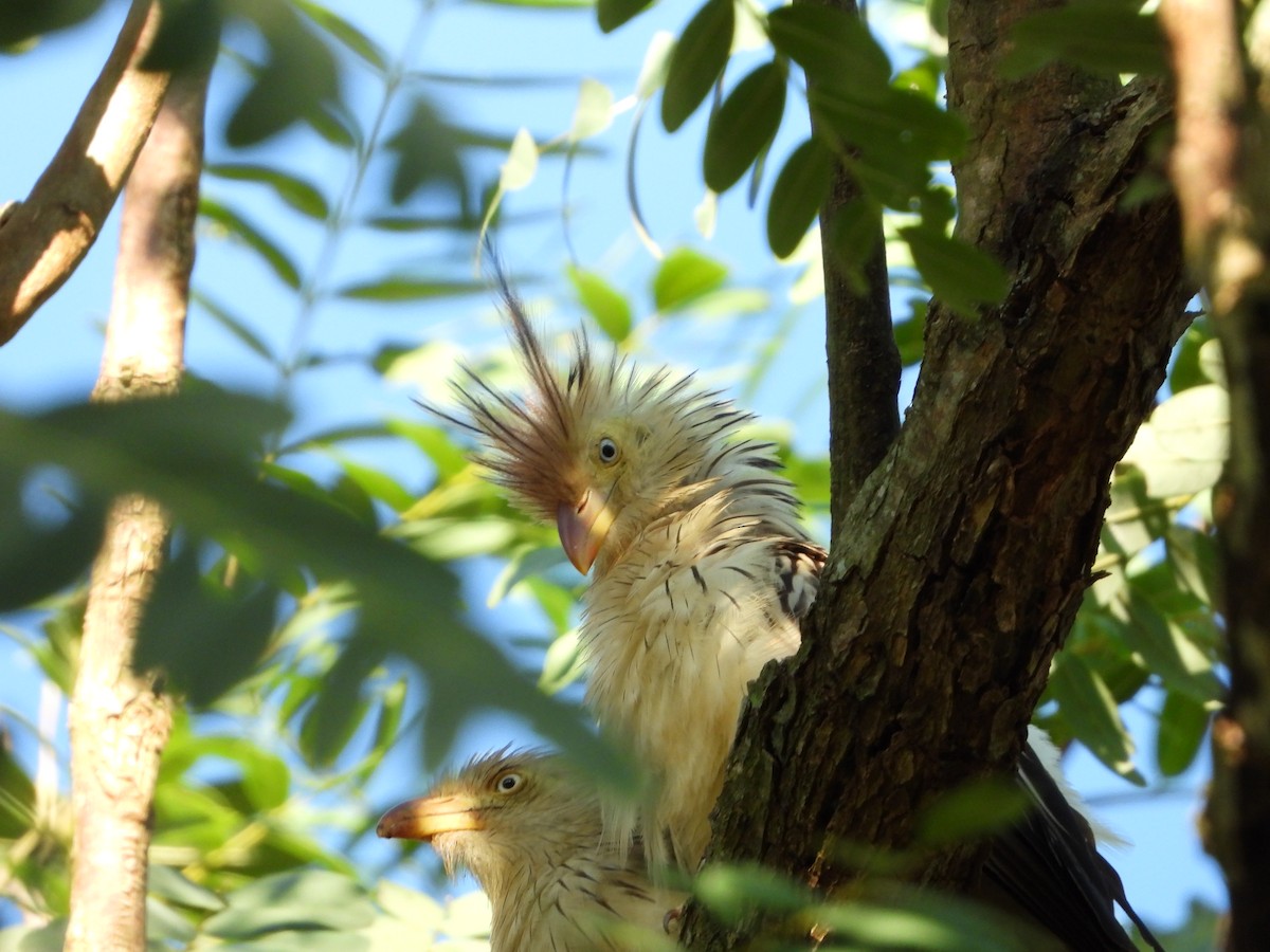 Guira Cuckoo - Guilherme Lessa Ferreira