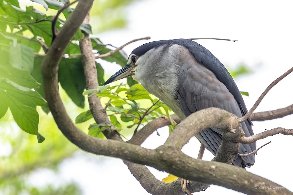 Black-crowned Night Heron - ML615626910