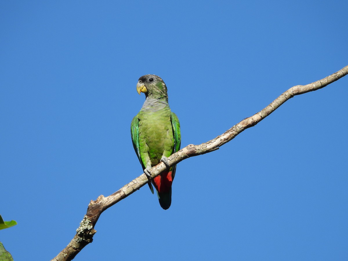 Папуга-червоногуз зеленощокий - ML615626913