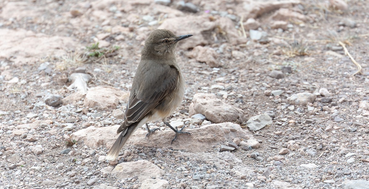 Black-billed Shrike-Tyrant - ML615626915