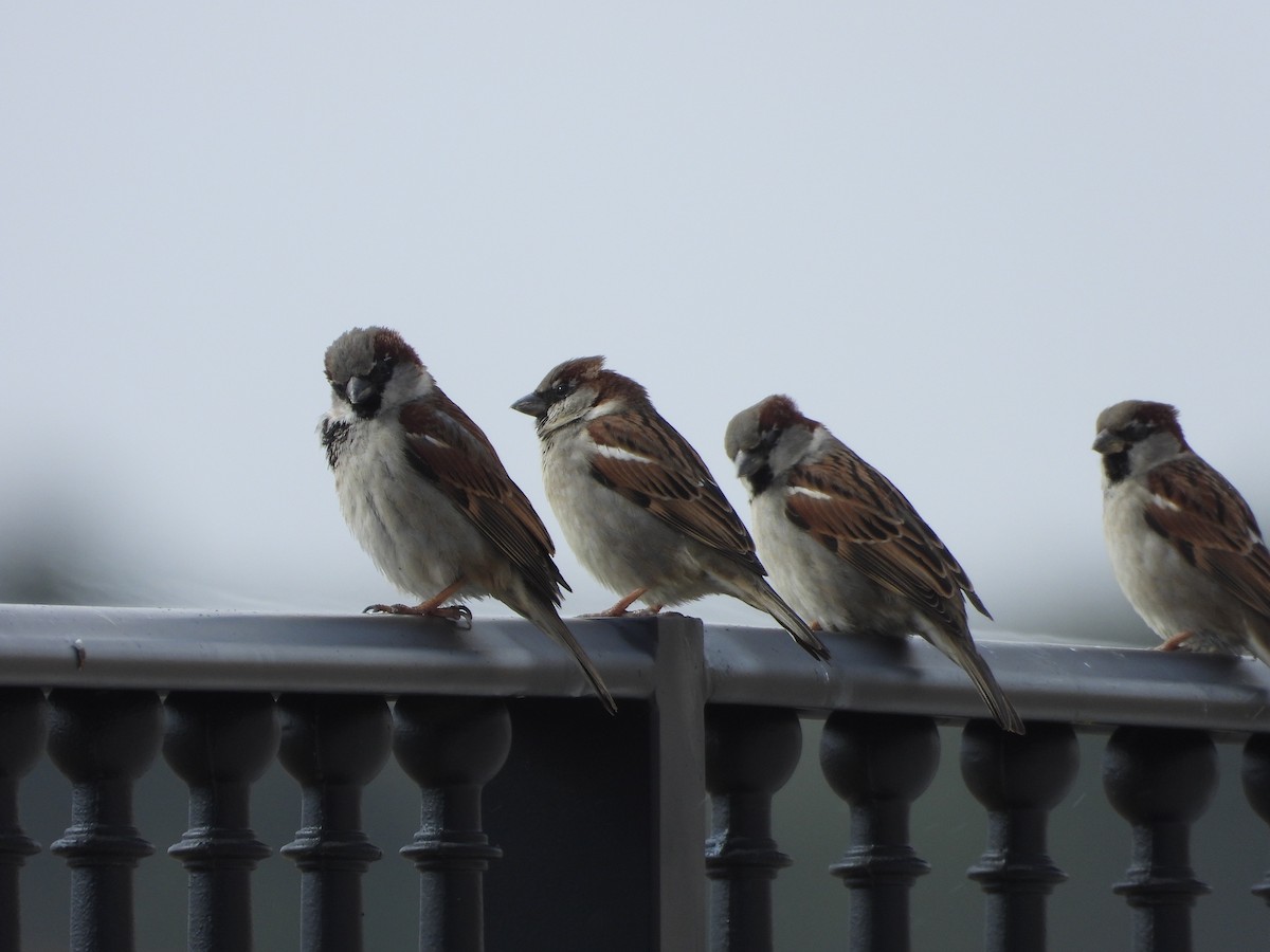 House Sparrow - ML615626918