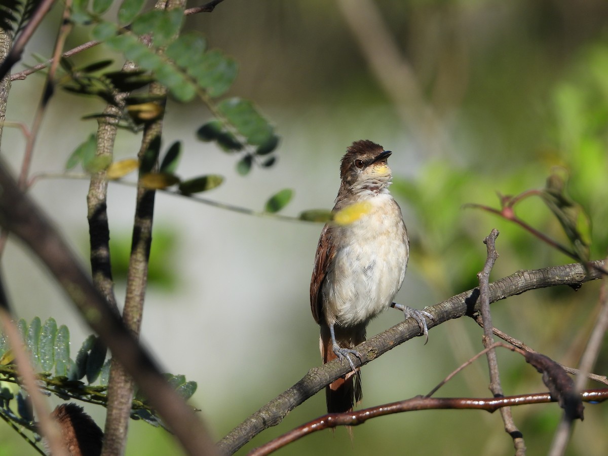 Yellow-chinned Spinetail - Guilherme Lessa Ferreira