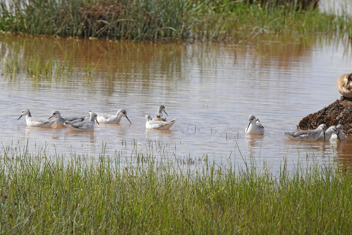 hvithalesvømmesnipe - ML615626938