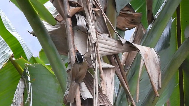 Black-crowned Scimitar-Babbler - ML615626990