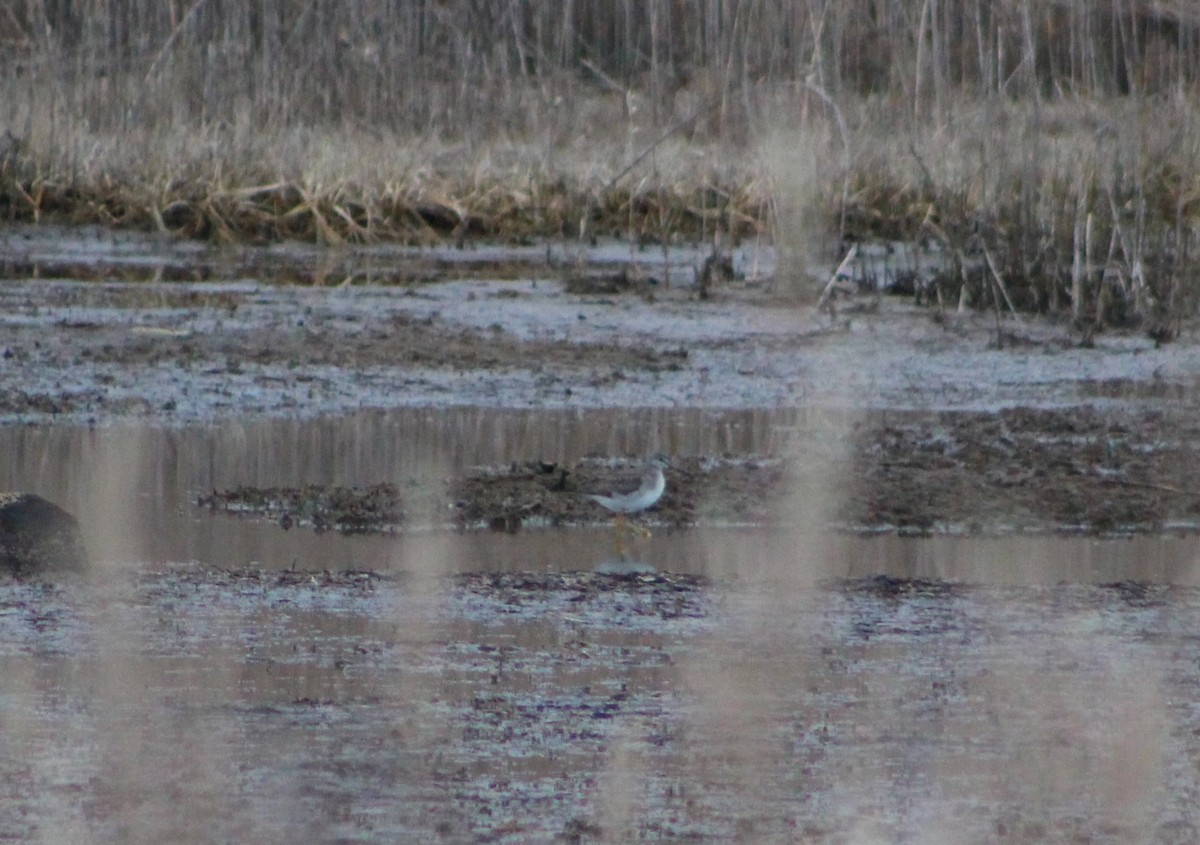 Greater Yellowlegs - ML615626999