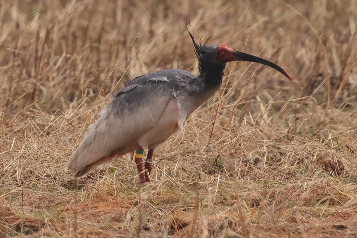 ibis čínský - ML615627014