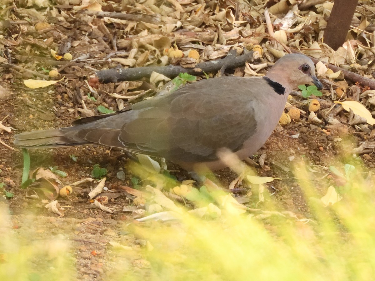 Red-eyed Dove - ML615627057