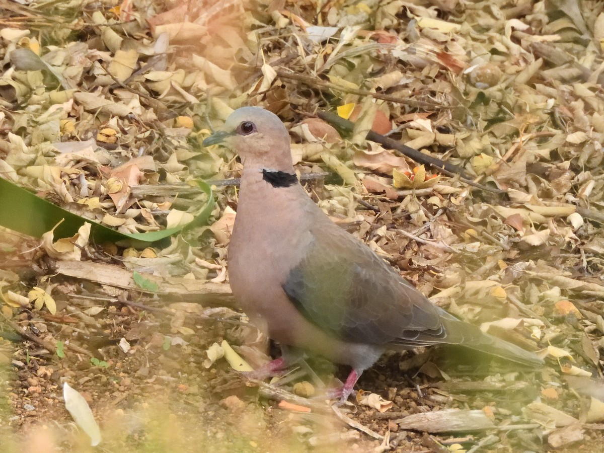 Red-eyed Dove - ML615627058