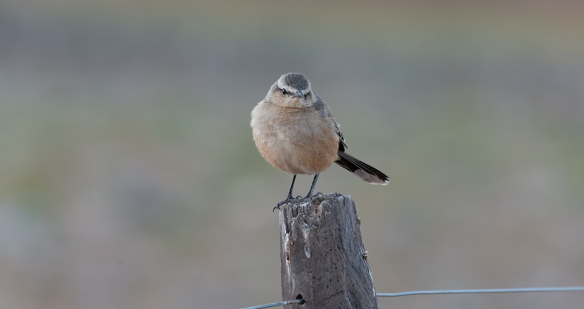 Patagonian Mockingbird - ML615627073