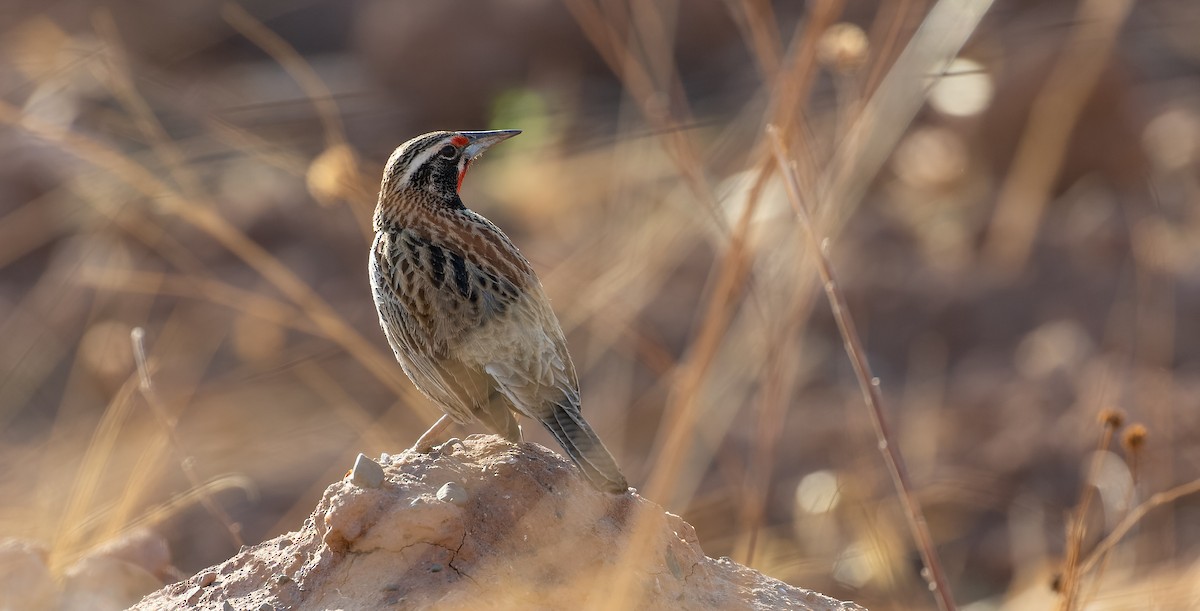 Long-tailed Meadowlark - ML615627080