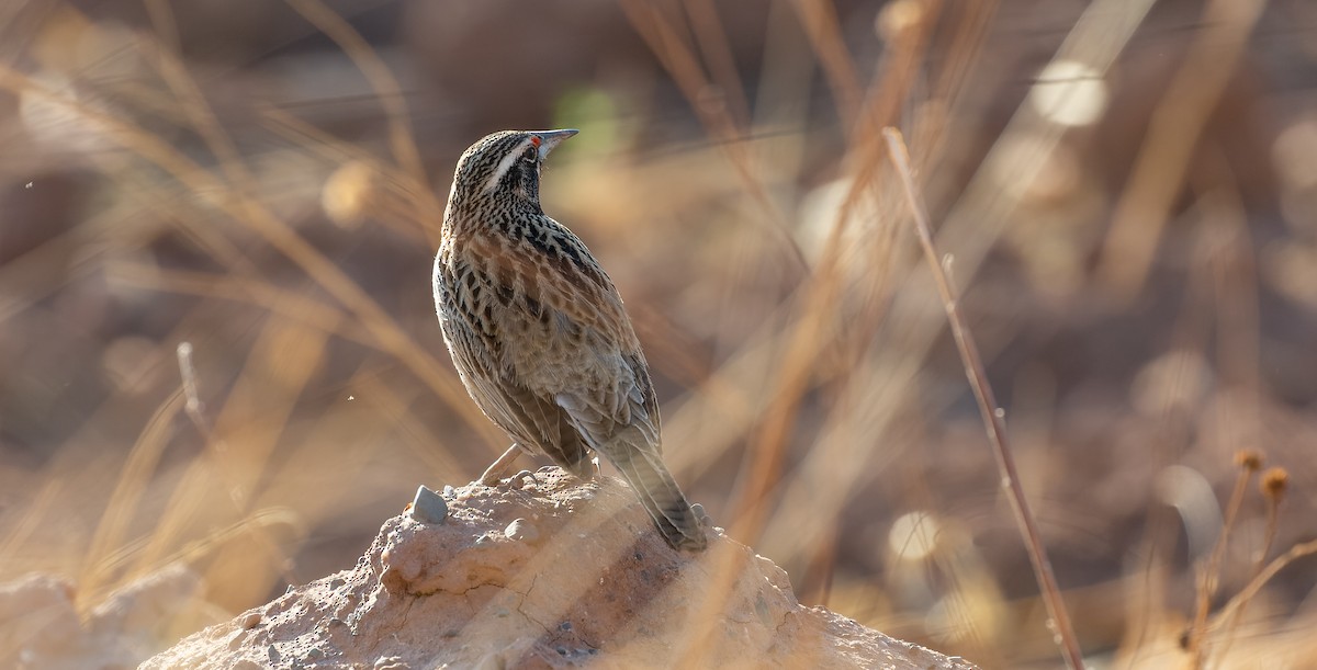 Long-tailed Meadowlark - Brian Small