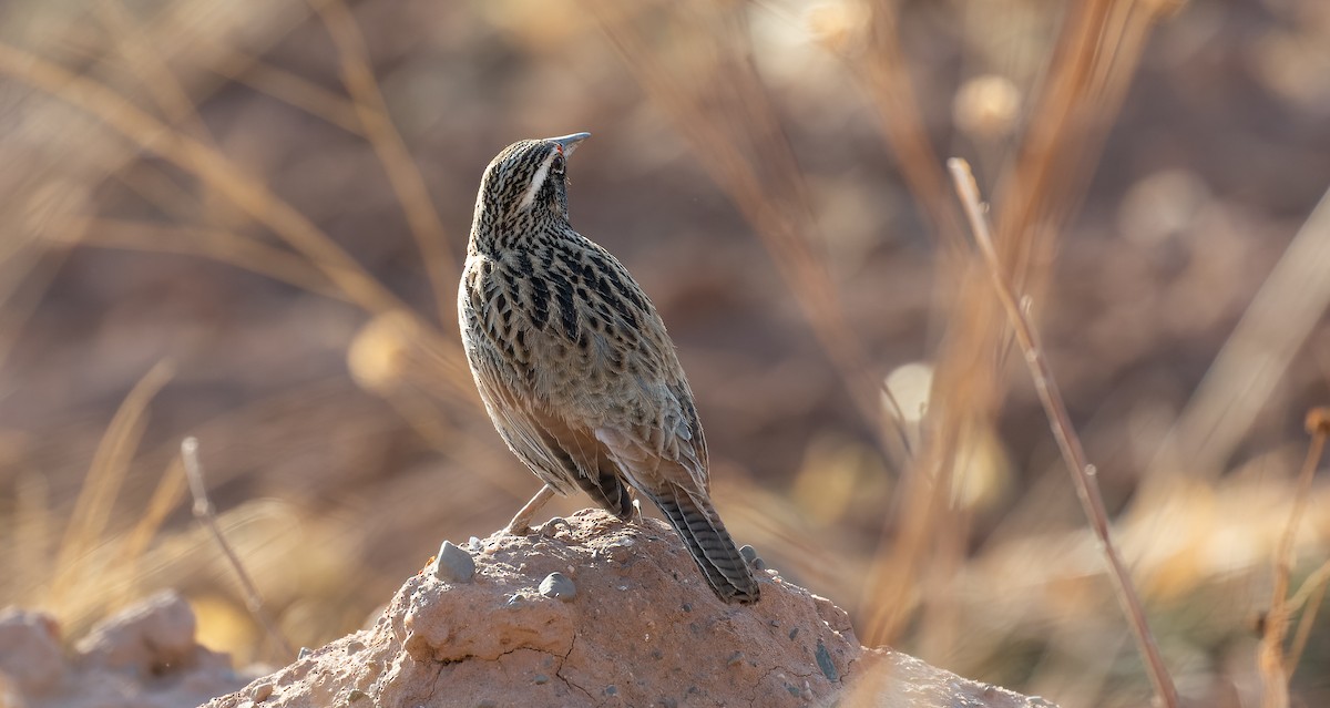 Long-tailed Meadowlark - ML615627082