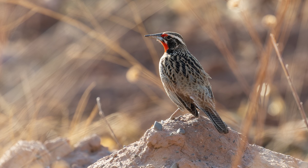 Long-tailed Meadowlark - ML615627083