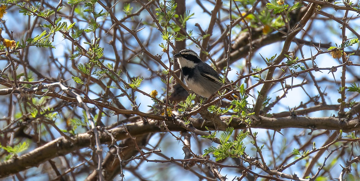 Ringed Warbling Finch - ML615627098