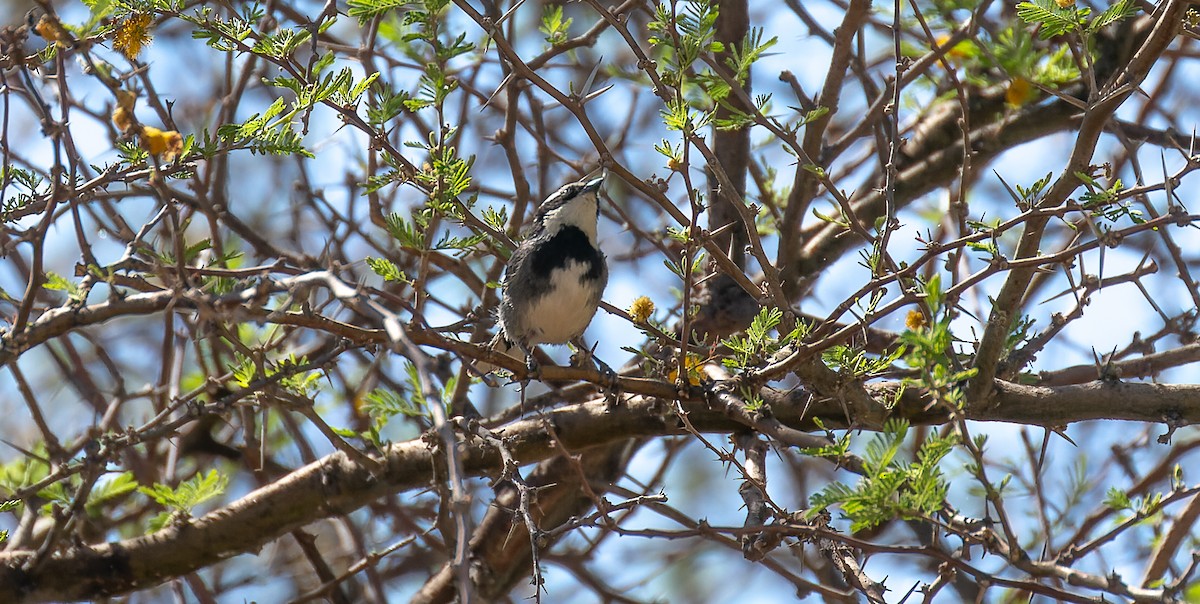 Ringed Warbling Finch - ML615627099