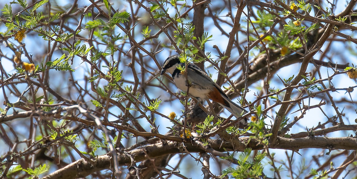 Ringed Warbling Finch - ML615627100