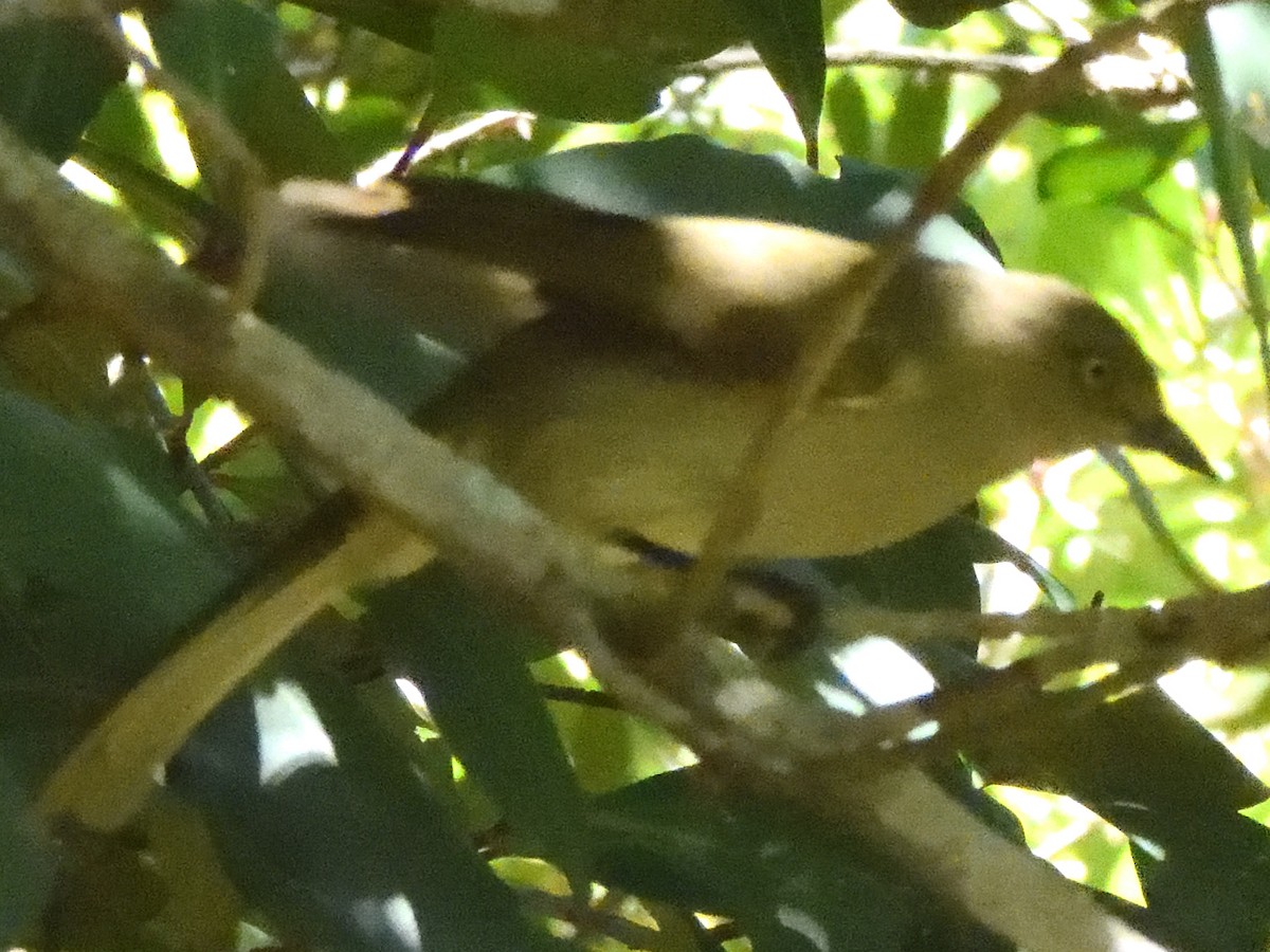 Sombre Greenbul - Colin Fisher