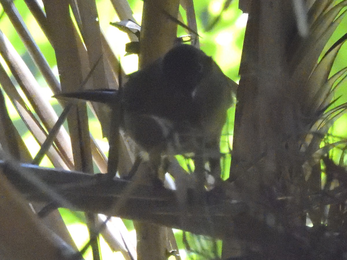 Sombre Greenbul - Colin Fisher