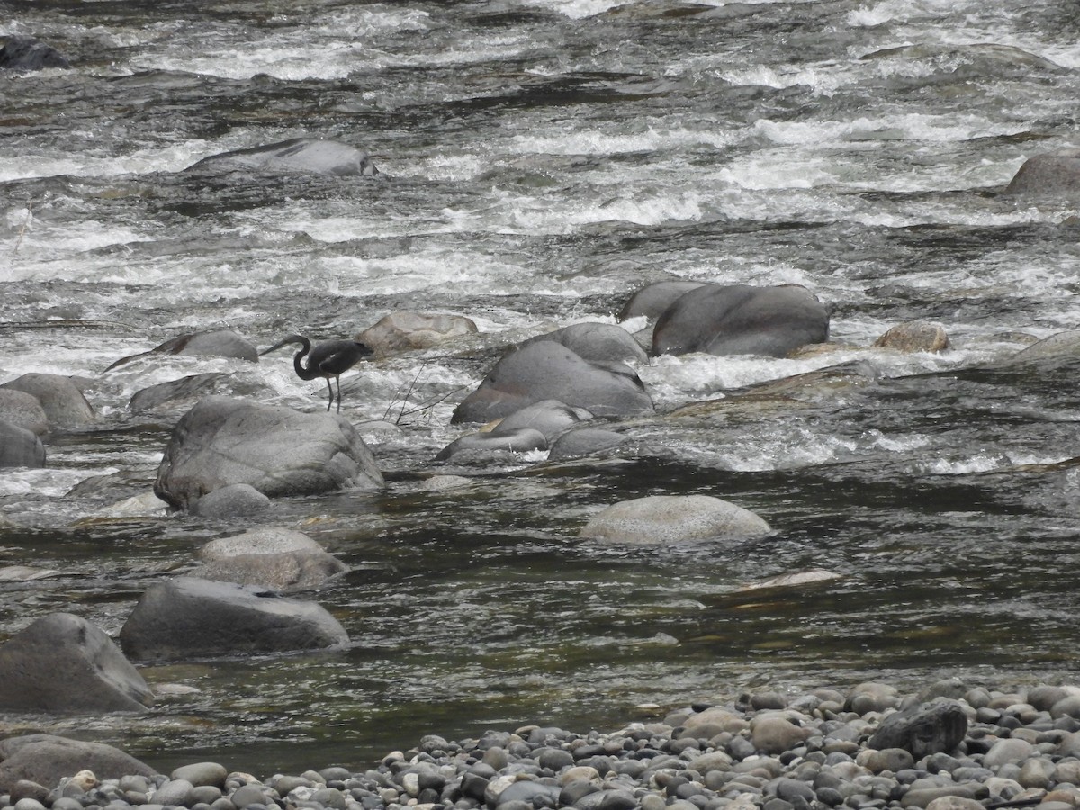 White-bellied Heron - Shivaprakash Adavanne