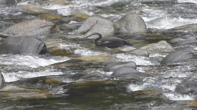 White-bellied Heron - ML615627114