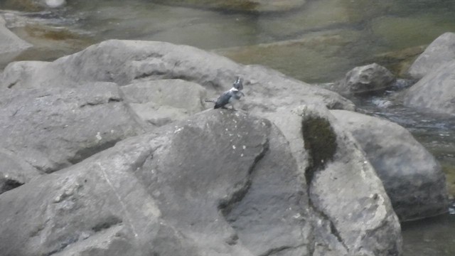 Crested Kingfisher - ML615627119