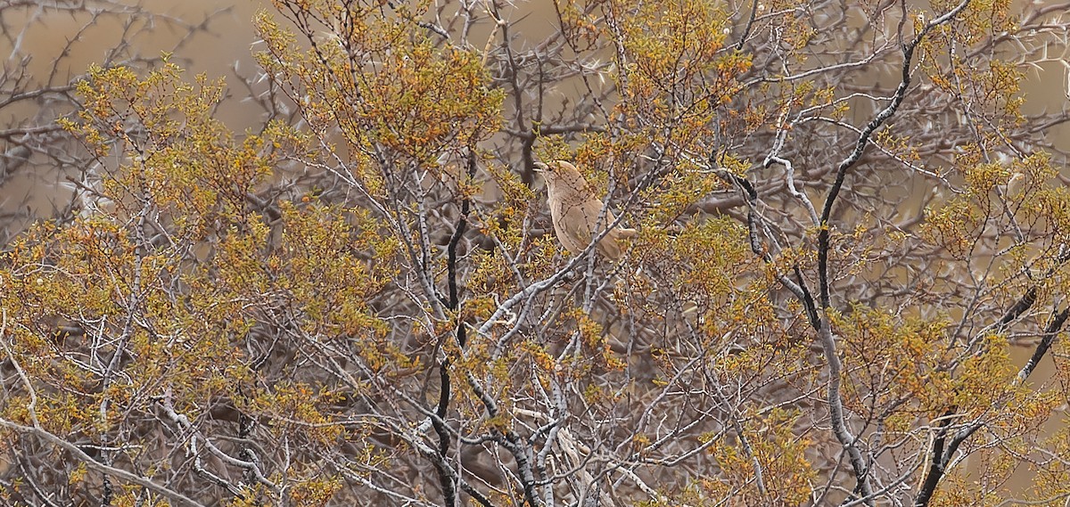 Fahltapaculo - ML615627122