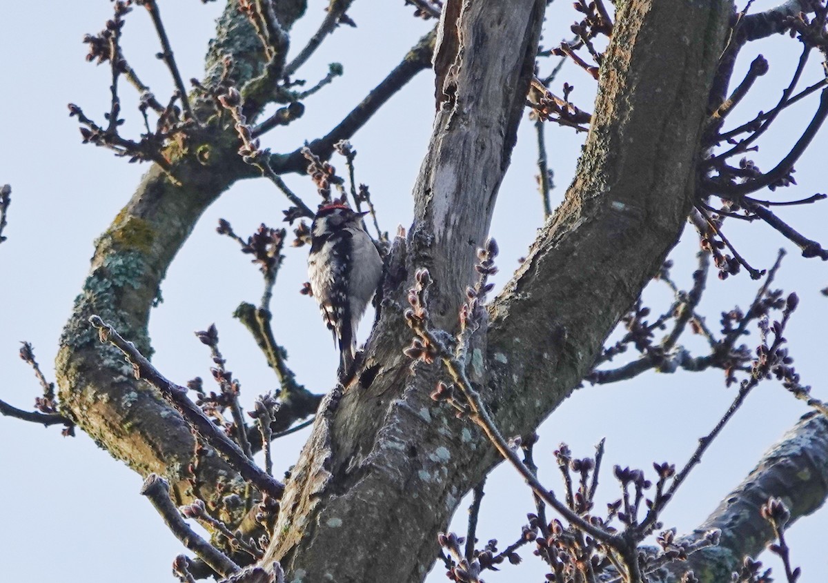 Цоохор тоншуул - ML615627125