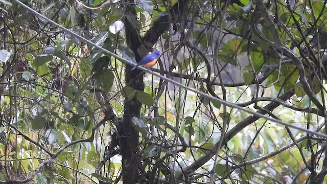 Blue-fronted Redstart - ML615627147
