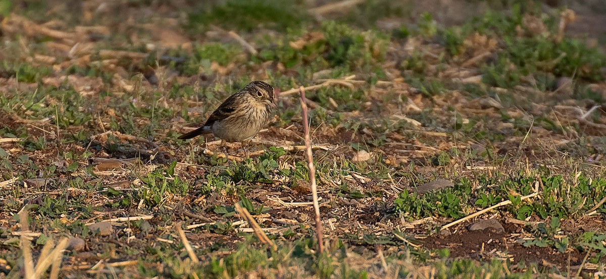 Spectacled Tyrant - ML615627148