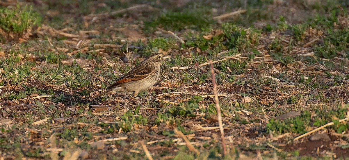 Spectacled Tyrant - ML615627149