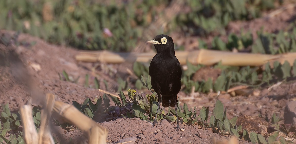 Spectacled Tyrant - ML615627150