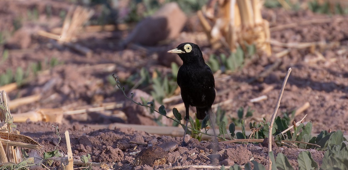 Spectacled Tyrant - ML615627151