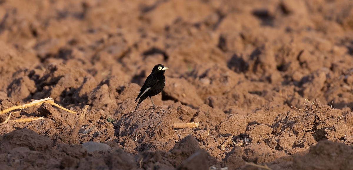 Spectacled Tyrant - ML615627152