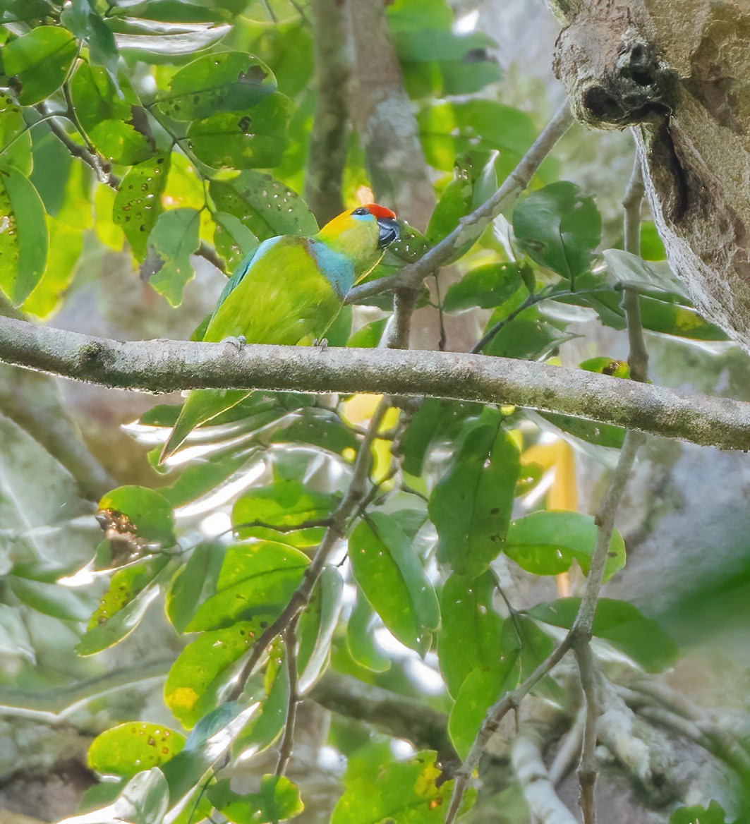 Large Fig-Parrot - ML615627155