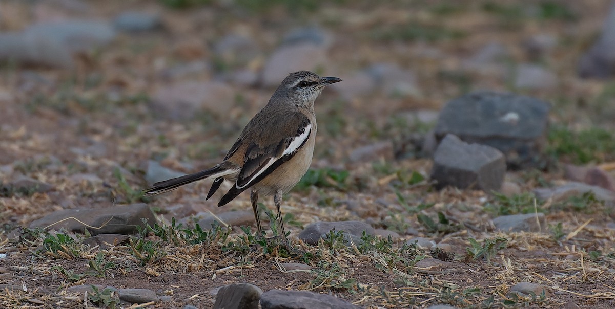 White-banded Mockingbird - ML615627159