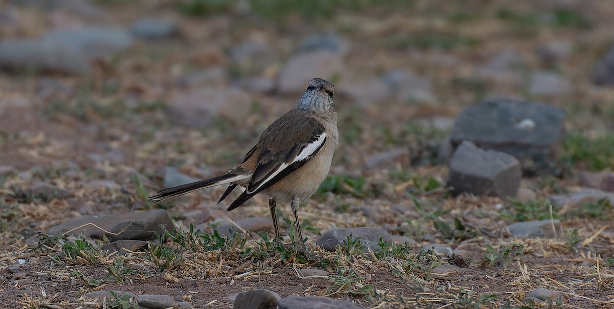 White-banded Mockingbird - ML615627160