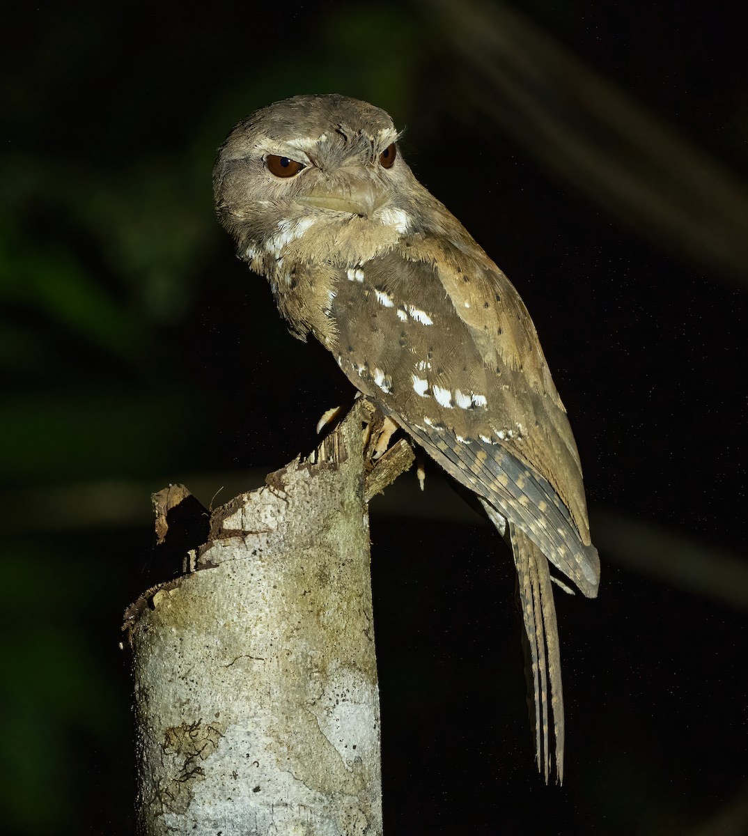 Marbled Frogmouth - Wilbur Goh