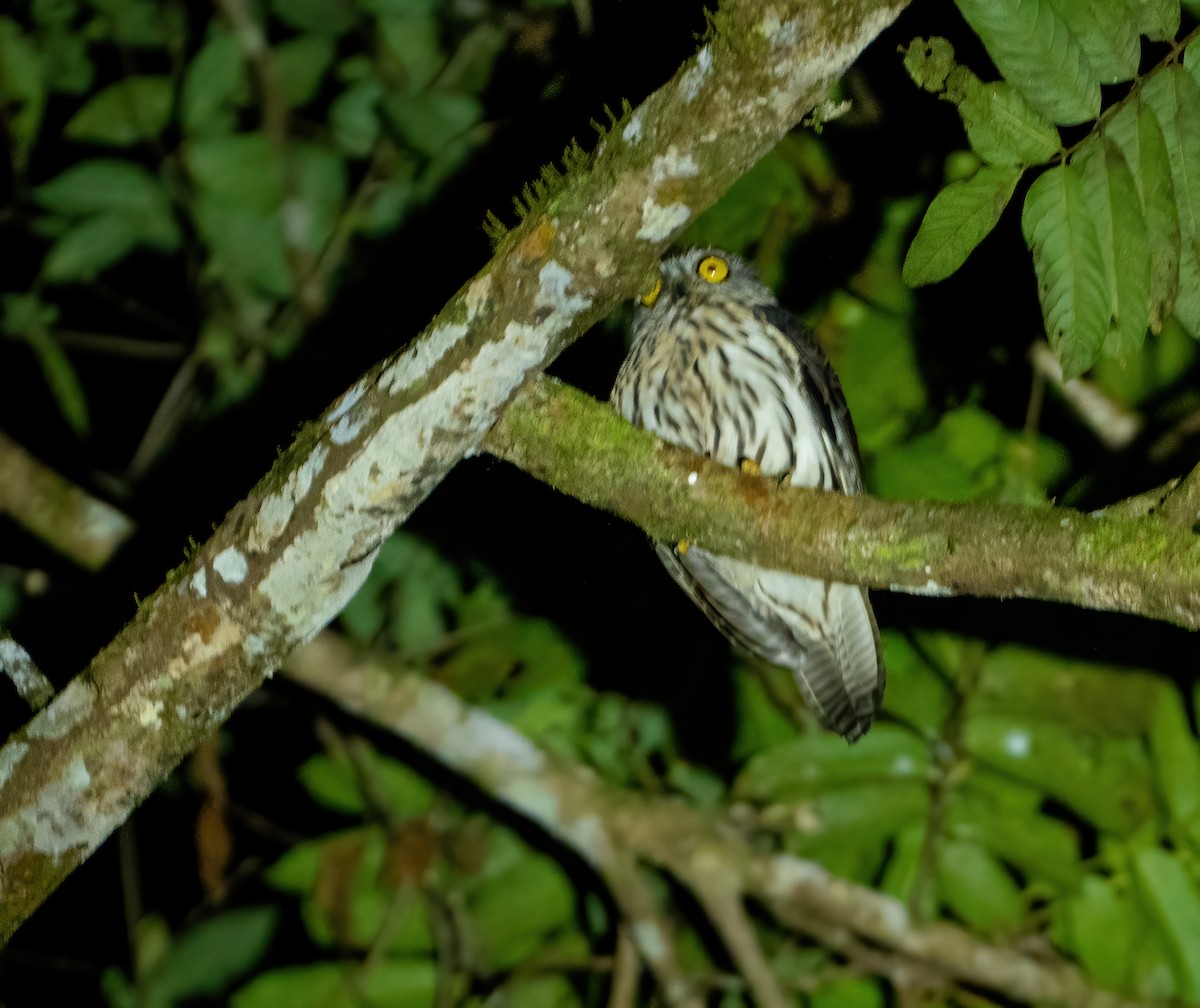 Papuan Owl - Wilbur Goh