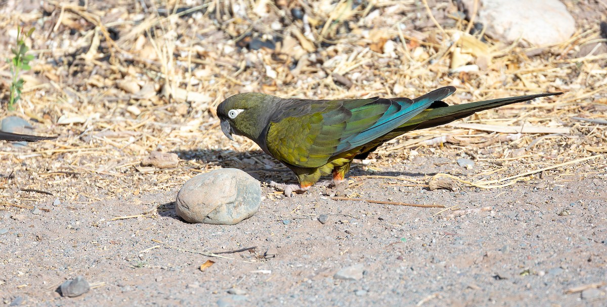 Burrowing Parakeet - ML615627166