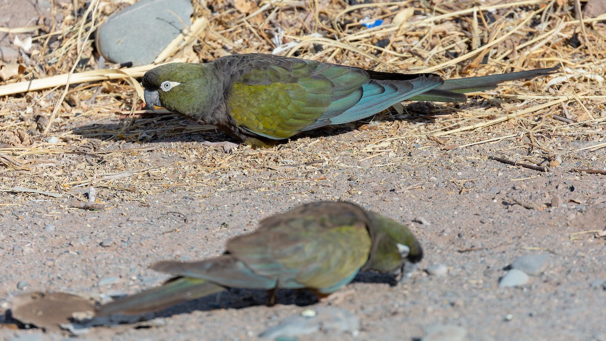 Burrowing Parakeet - ML615627168