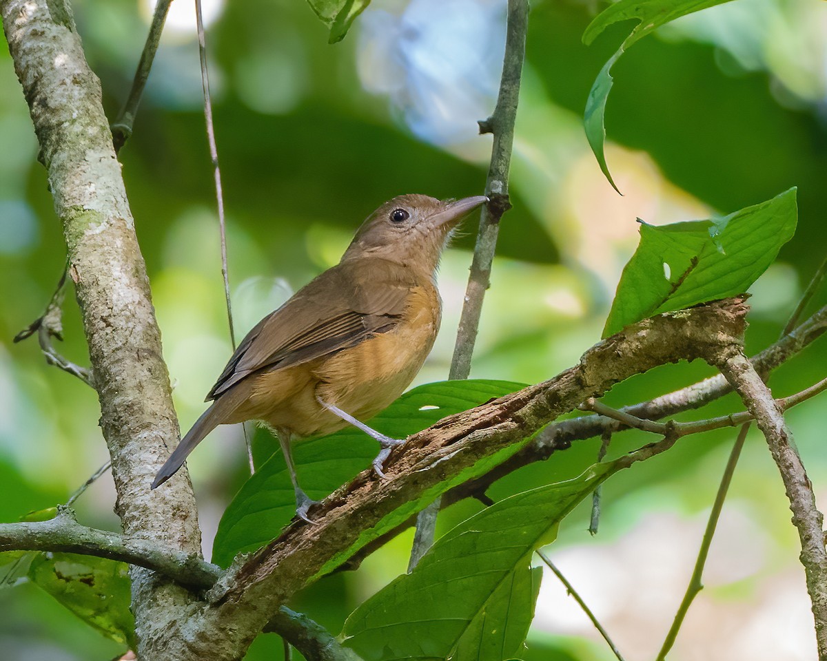 Arafura Shrikethrush - Wilbur Goh