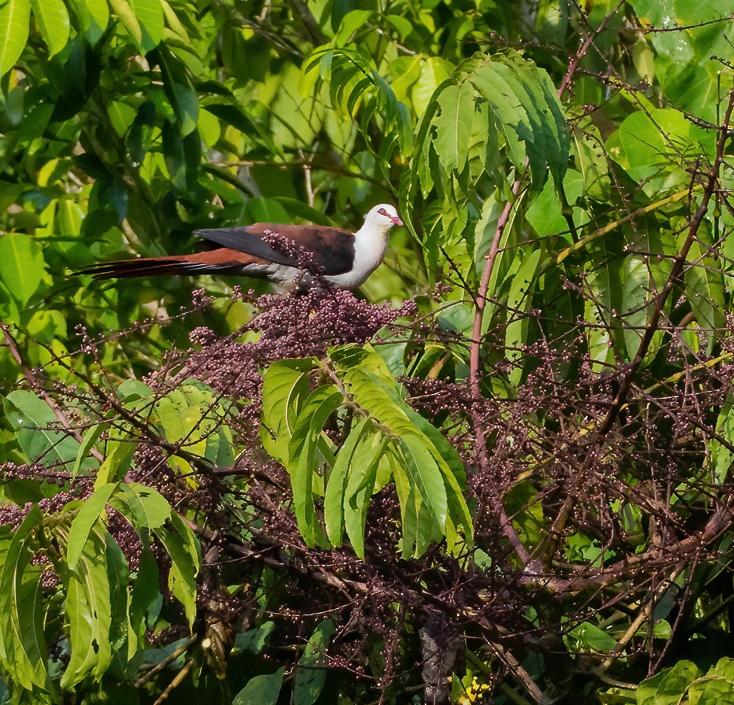 Great Cuckoo-Dove - ML615627213