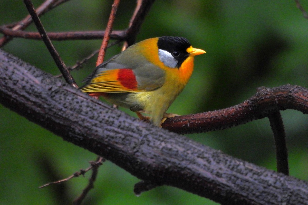 Silver-eared Mesia - ML615627236