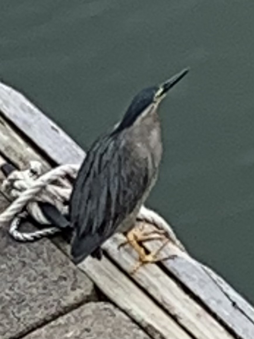 Striated Heron - ML615627253