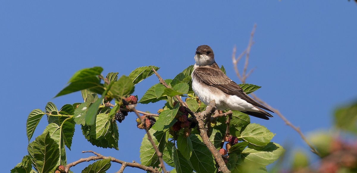 Brown-chested Martin - ML615627256