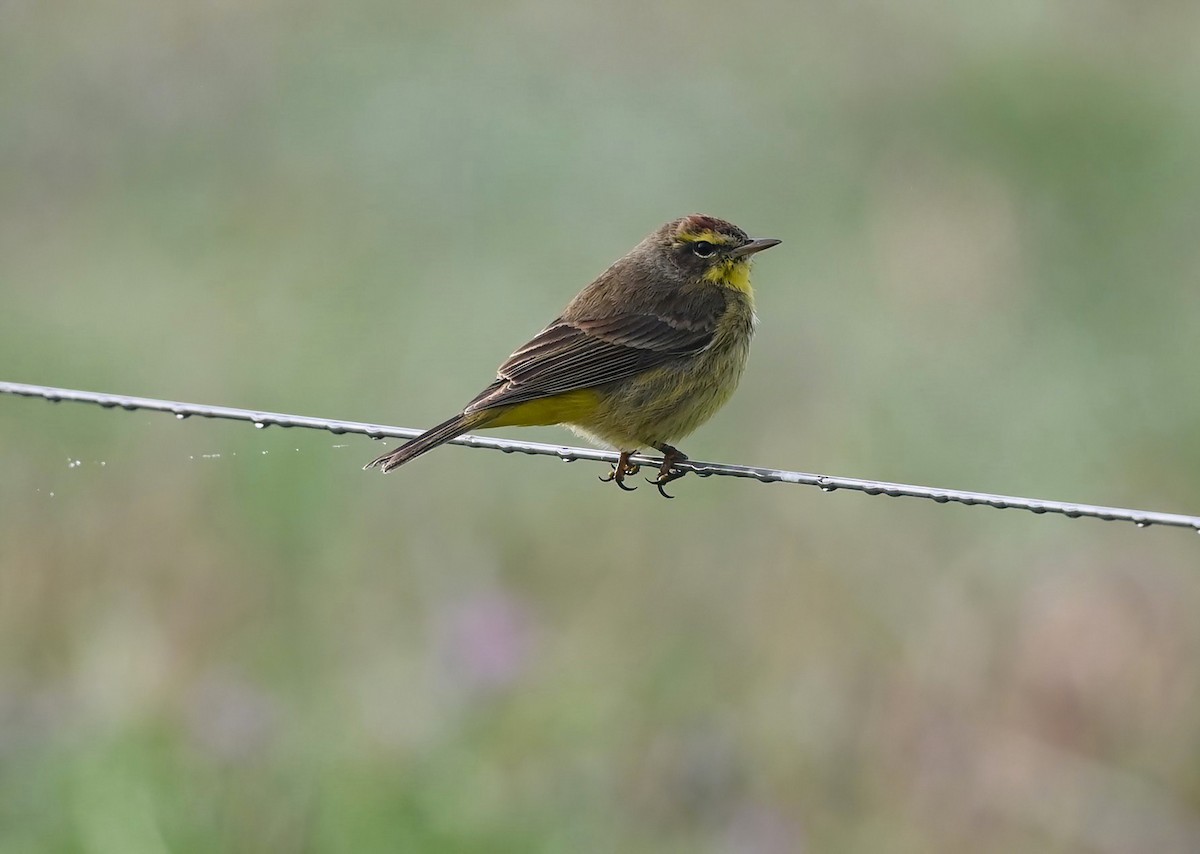 Palm Warbler - ML615627263