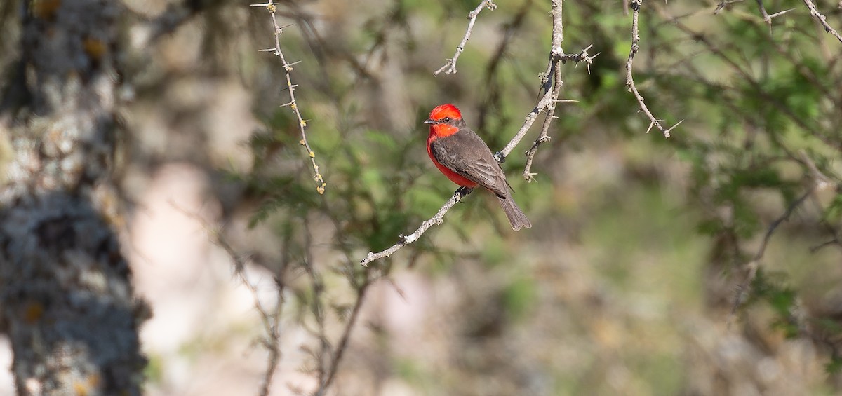 Vermilion Flycatcher - ML615627278