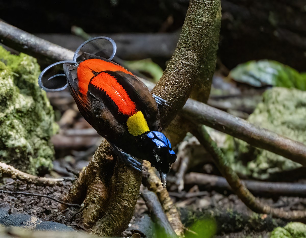 Wilson's Bird-of-Paradise - ML615627279