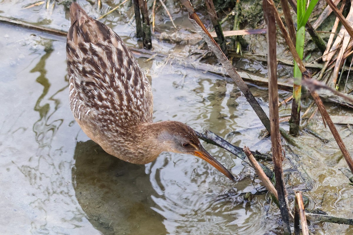 Clapper Rail - ML615627285