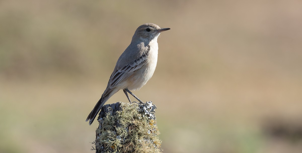 Lesser Shrike-Tyrant - ML615627286